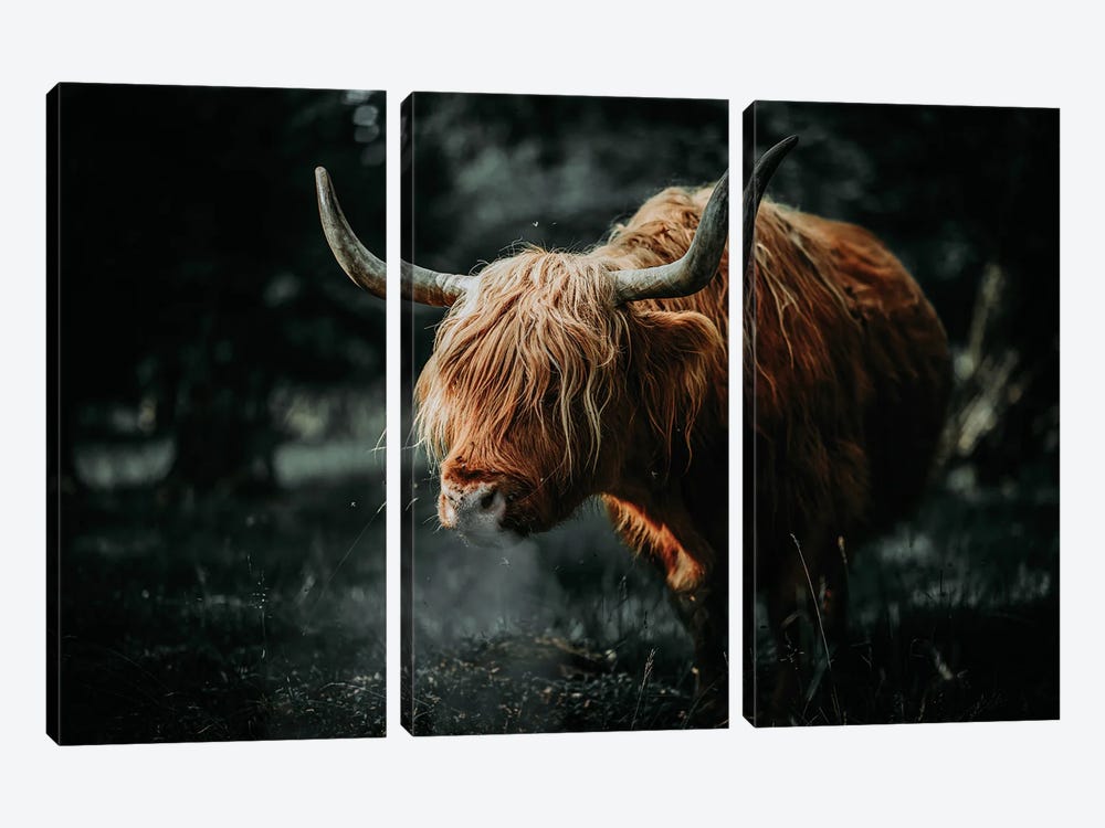 Scottish Cow Animal , Horns by Adrian Vieriu 3-piece Canvas Art Print