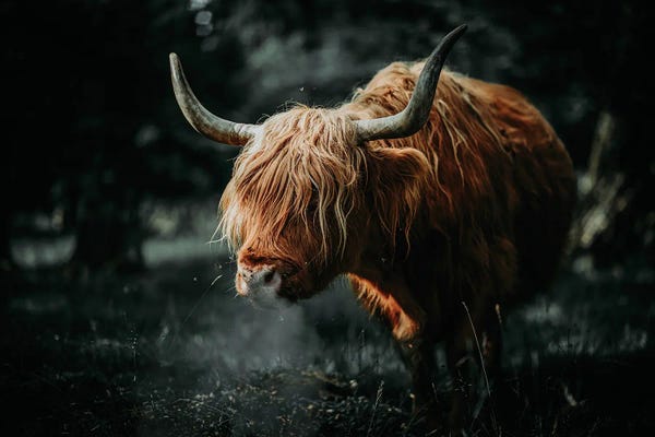 Scottish Cow Animal , Horns