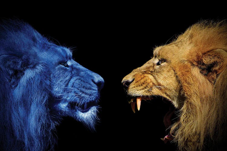 Lions In The Fight