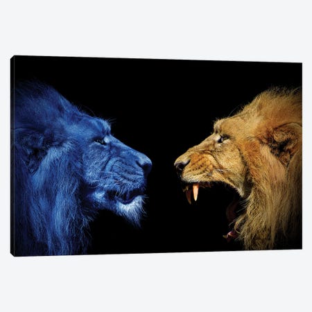 Lions In The Fight Canvas Print #AVU186} by Adrian Vieriu Art Print