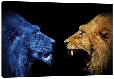 Lions In The Fight Canvas Art Print - Adrian Vieriu