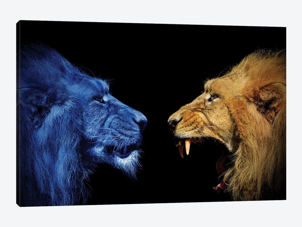 Lions In The Fight by Adrian Vieriu 1-piece Canvas Artwork
