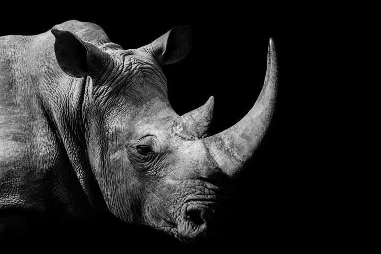 African Rhino Black & White