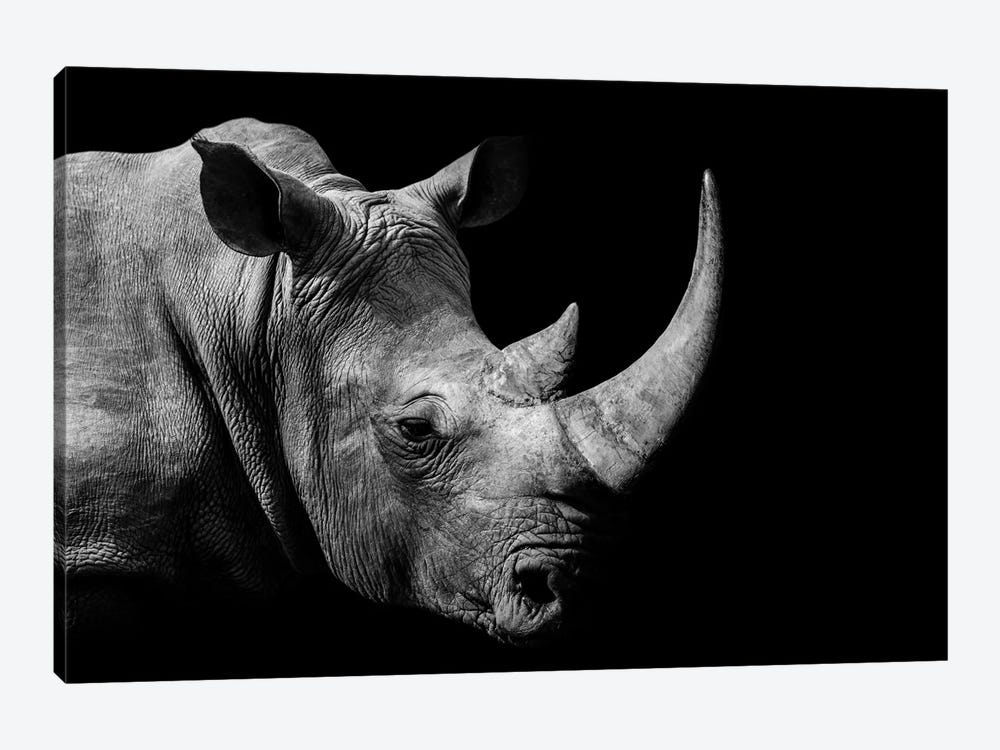 African Rhino Black & White by Adrian Vieriu 1-piece Canvas Art