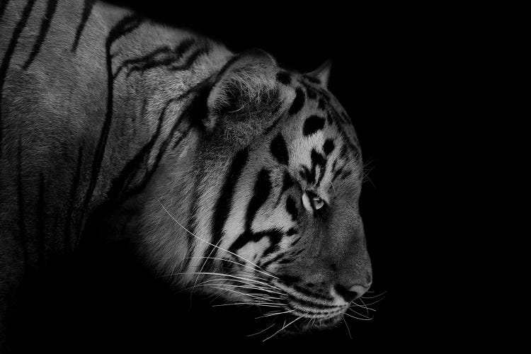 Tiger Black & White