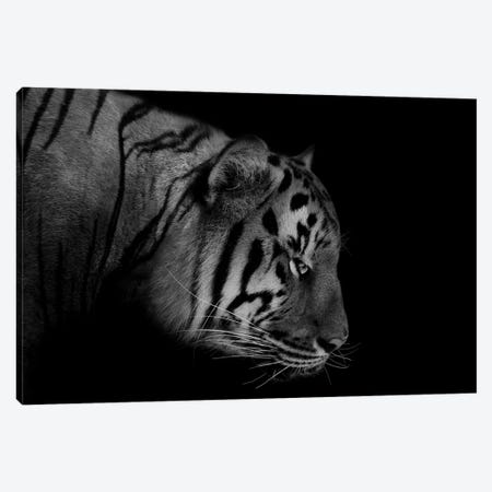 Tiger Black & White Canvas Print #AVU19} by Adrian Vieriu Canvas Artwork
