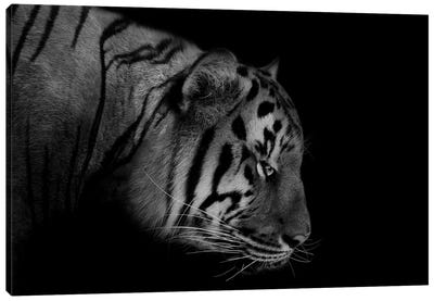 Tiger Black & White Canvas Art Print - Adrian Vieriu