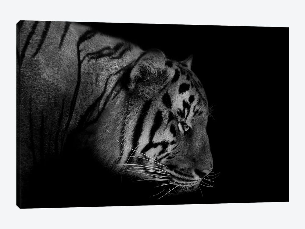 Tiger Black & White by Adrian Vieriu 1-piece Art Print