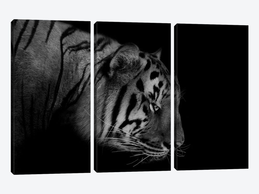 Tiger Black & White by Adrian Vieriu 3-piece Art Print