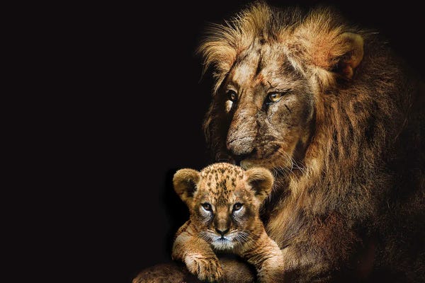 Lions: Lion Adult And Cub by Adrian Vieriu