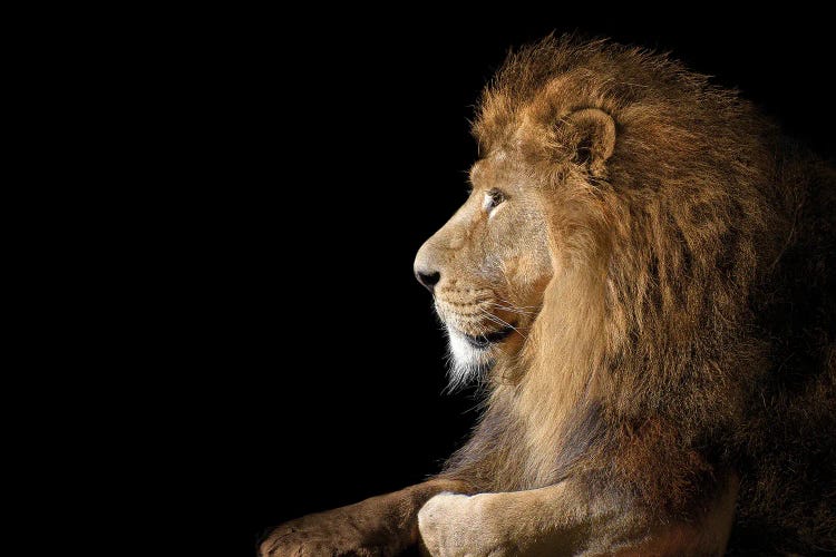 African Male Lion On Black