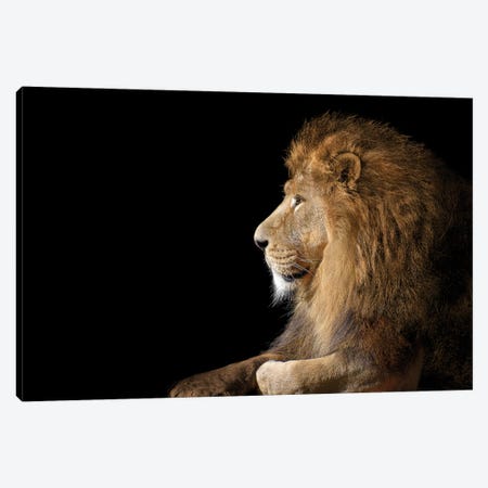 African Male Lion On Black Canvas Print #AVU20} by Adrian Vieriu Art Print