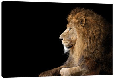 African Male Lion On Black Canvas Art Print - Adrian Vieriu