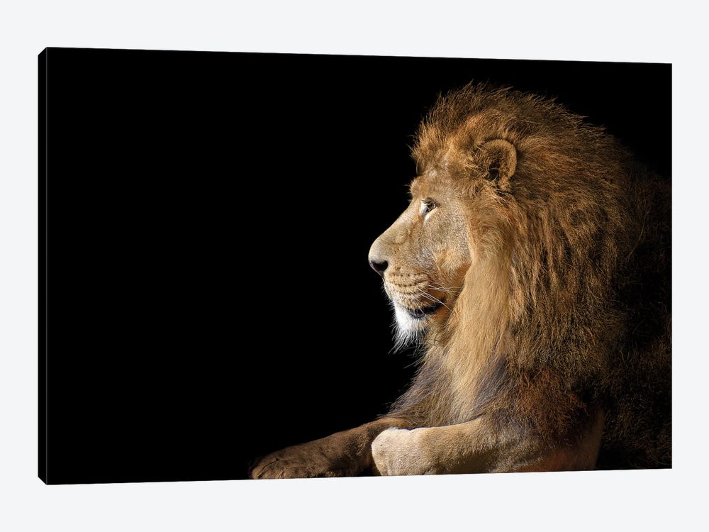 African Male Lion On Black by Adrian Vieriu 1-piece Canvas Print