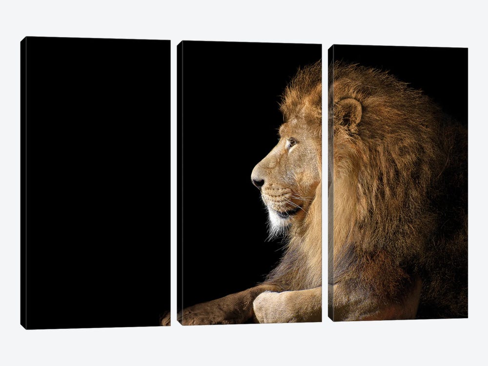 African Male Lion On Black by Adrian Vieriu 3-piece Art Print