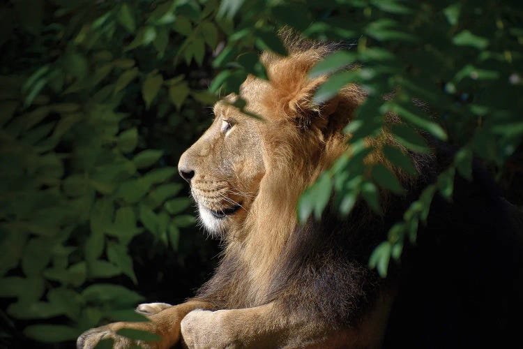 African Male Lion