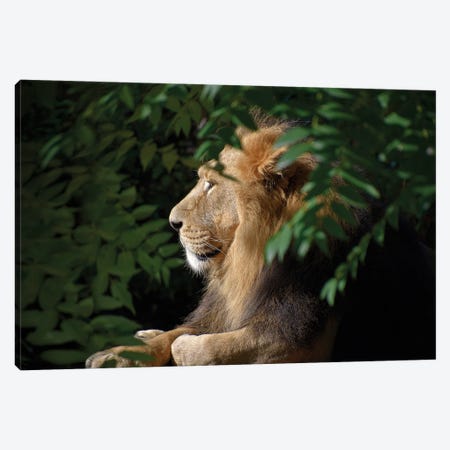 African Male Lion Canvas Print #AVU21} by Adrian Vieriu Canvas Print