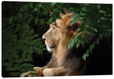 African Male Lion Canvas Art Print - Adrian Vieriu
