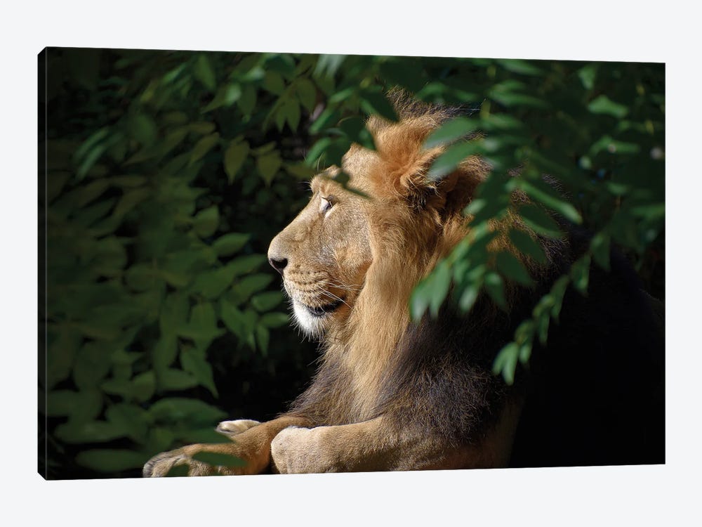 African Male Lion by Adrian Vieriu 1-piece Canvas Art