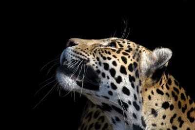 African Leopard by Adrian Vieriu canvas print