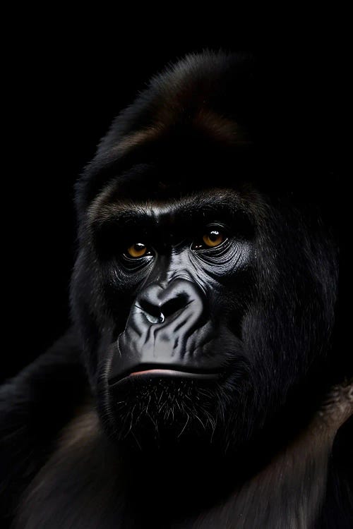 Gorilla Portrait Face Isolated In Black Background VIII