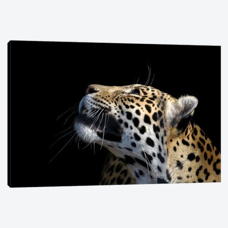 African Leopard Canvas Print #AVU22} by Adrian Vieriu Canvas Print