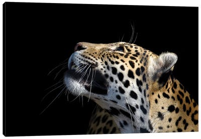 African Leopard Canvas Art Print - Adrian Vieriu
