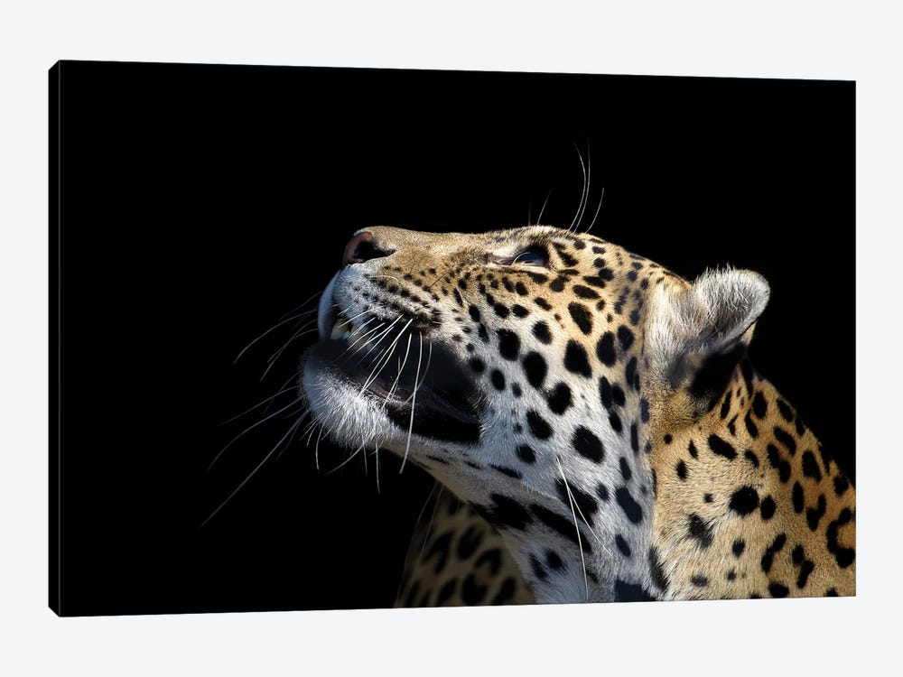 African Leopard by Adrian Vieriu 1-piece Art Print