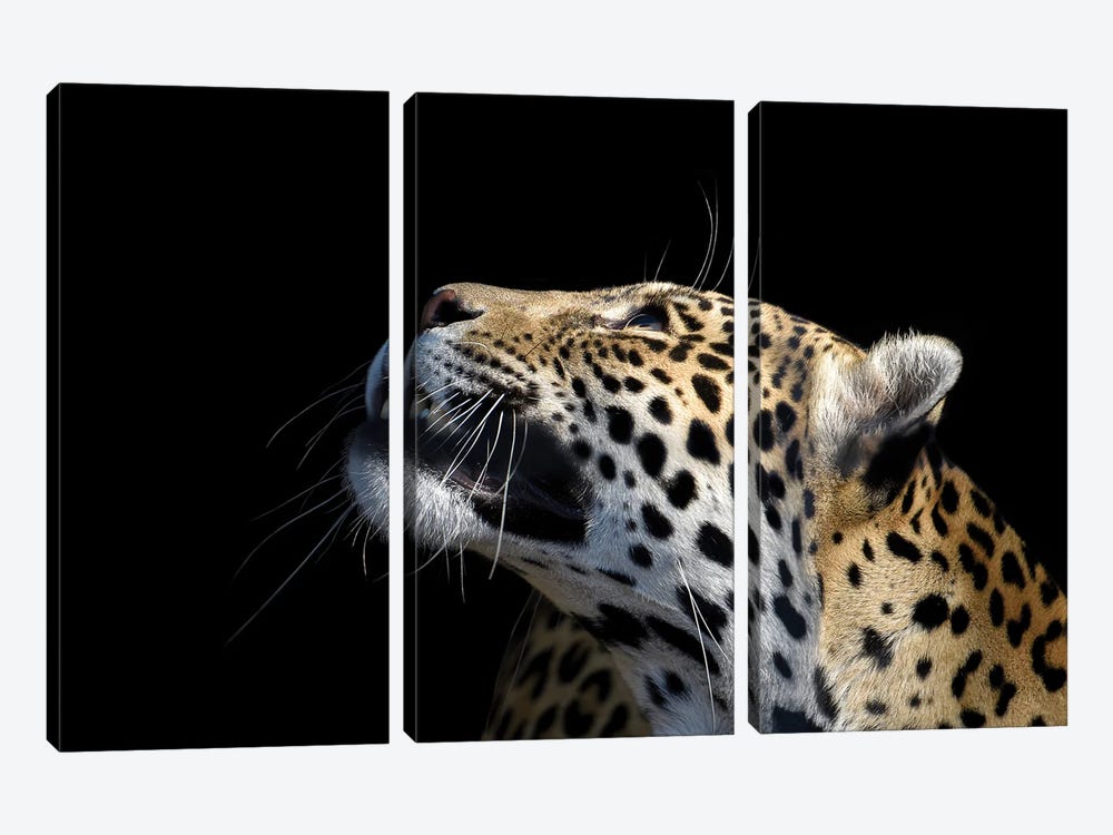 African Leopard by Adrian Vieriu 3-piece Art Print