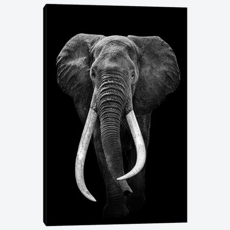 Elephant Black And White Canvas Print #AVU23} by Adrian Vieriu Art Print