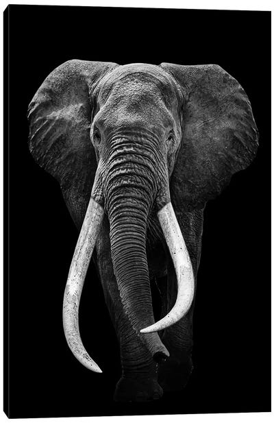 Elephant Black And White Canvas Art Print - Adrian Vieriu