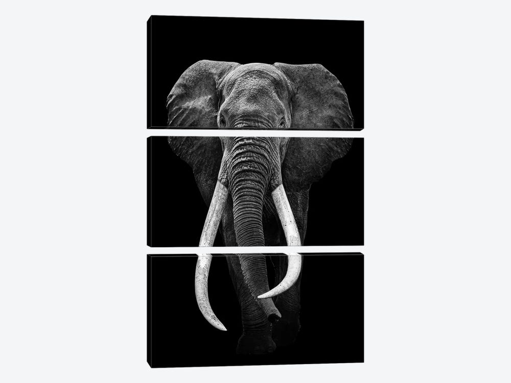 Elephant Black And White by Adrian Vieriu 3-piece Canvas Wall Art