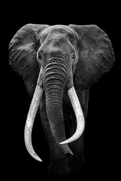 Elephants: Elephant Black And White by Adrian Vieriu
