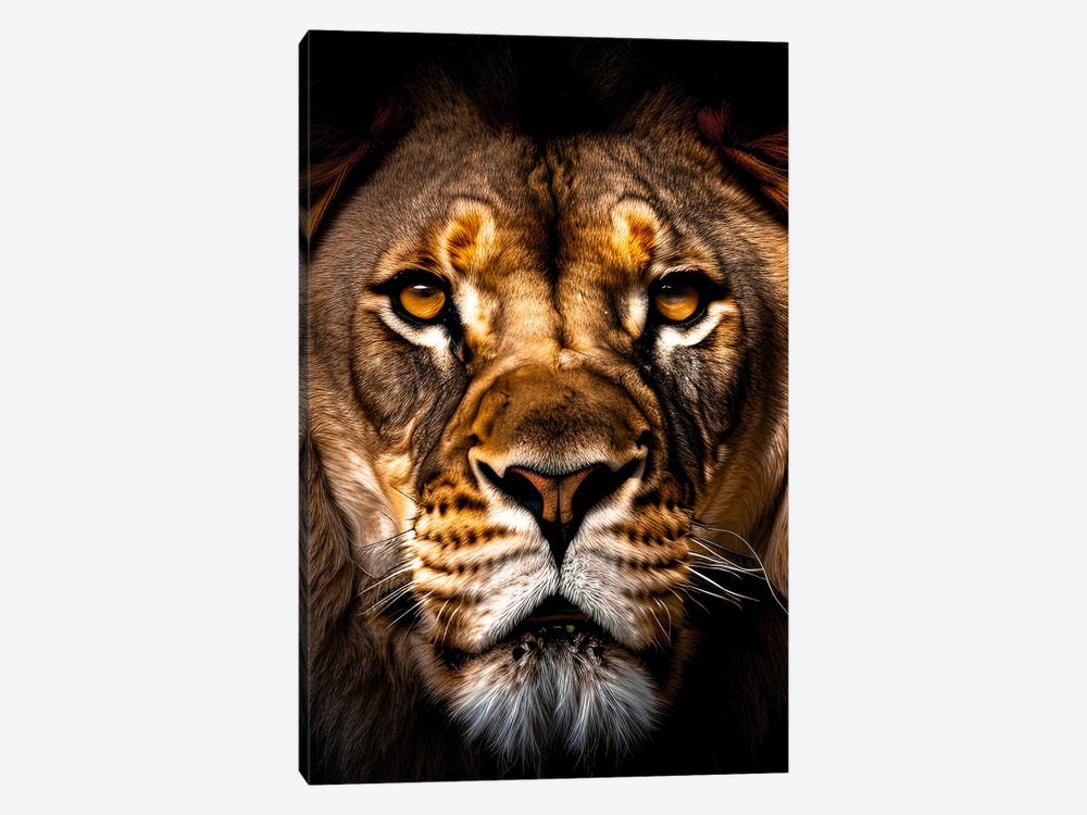 Lion Portrait Isolated Face, Animal II by Adrian Vieriu 1-piece Art Print