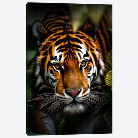 Portrait Face Tiger Among The Leaves, Animal In The Jungle Canvas Print #AVU246} by Adrian Vieriu Canvas Art
