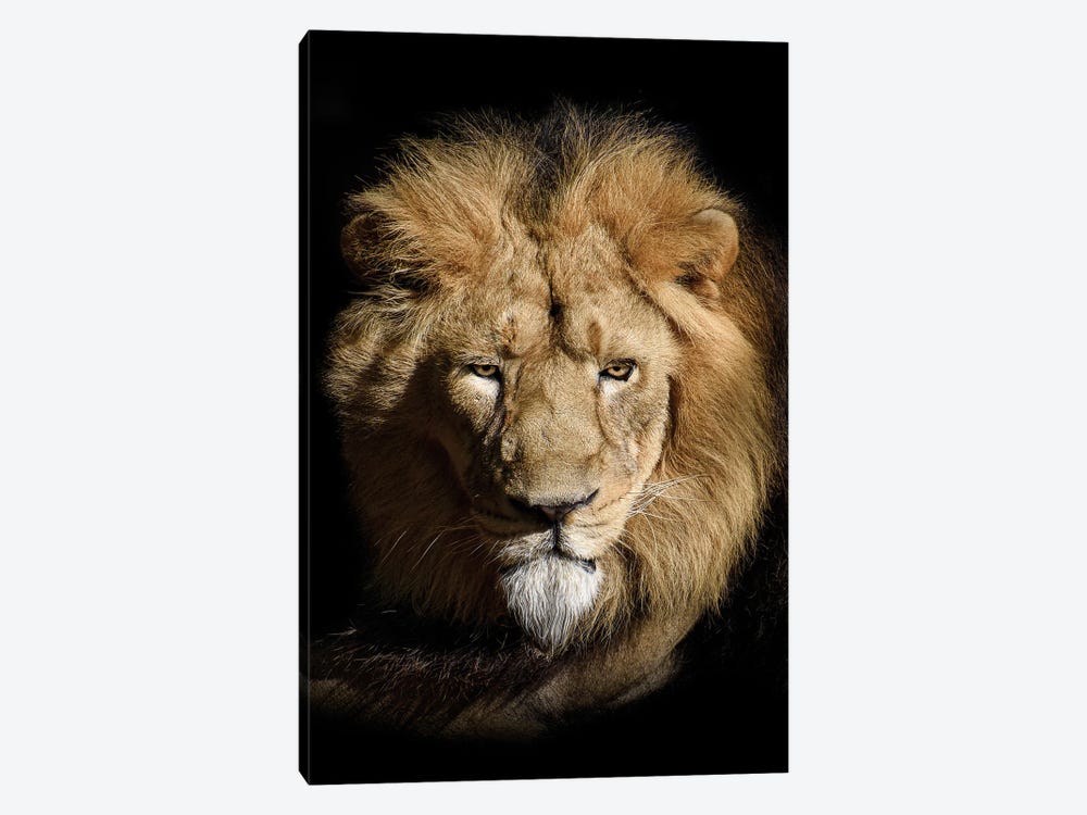 Portrait Of A Lion Isolated Black by Adrian Vieriu 1-piece Canvas Wall Art