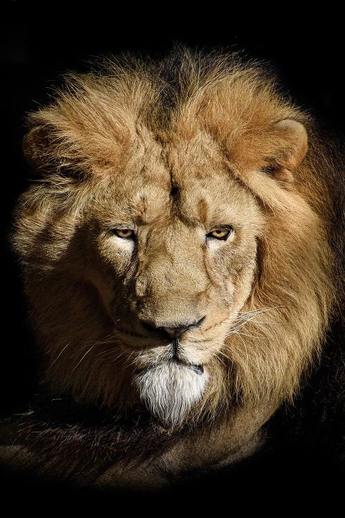 Portrait Of A Lion Isolated Black