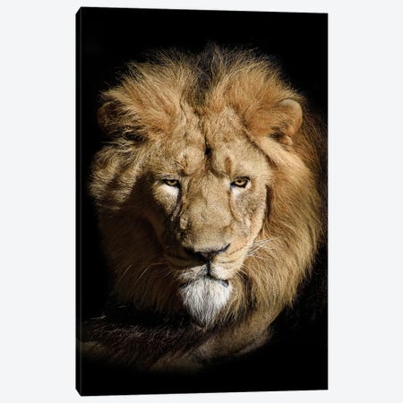 Portrait Of A Lion Isolated Black Canvas Print #AVU25} by Adrian Vieriu Canvas Art