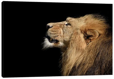 Portrait Of A Lion Canvas Art Print - Adrian Vieriu