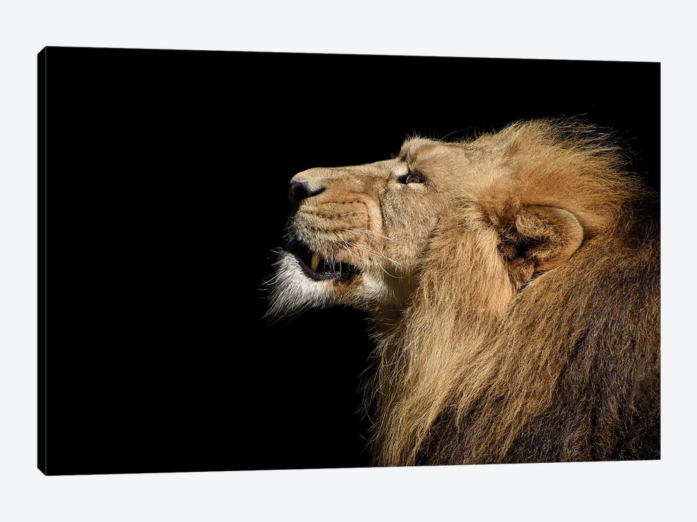 Portrait Of A Lion by Adrian Vieriu 1-piece Art Print