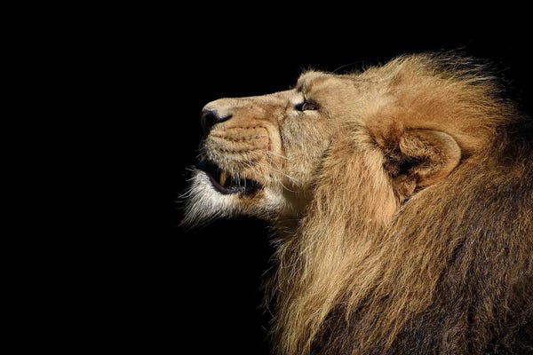 Portrait Of A Lion