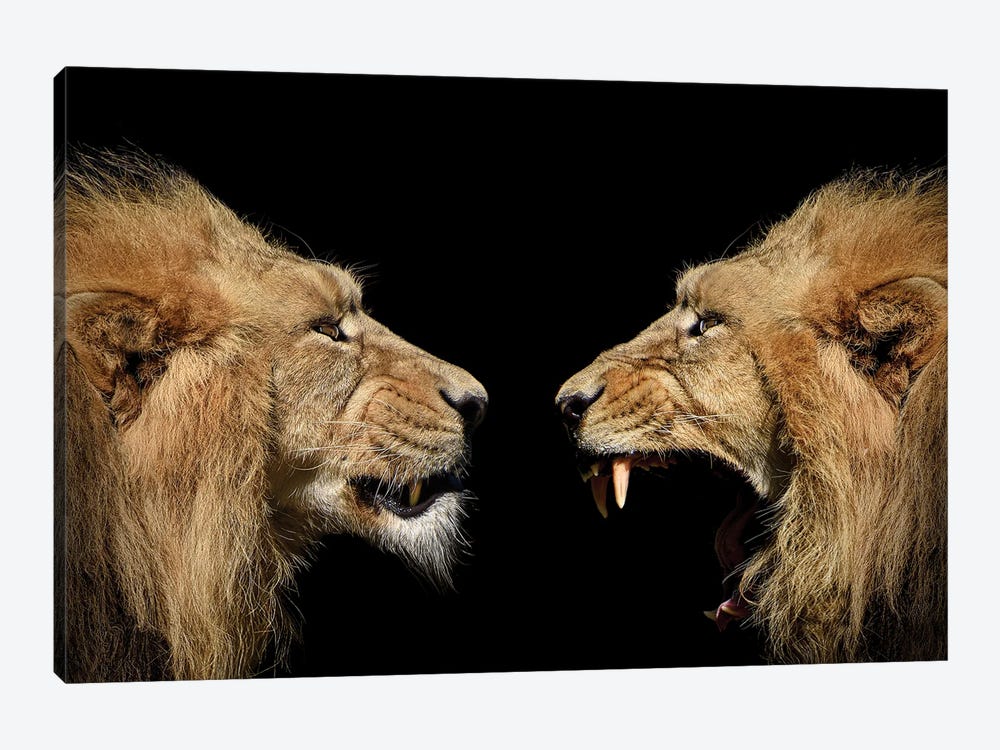 Portrait Of Lions by Adrian Vieriu 1-piece Canvas Artwork