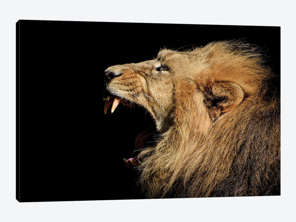 Roaring Portrait Of A Lion by Adrian Vieriu 1-piece Canvas Print
