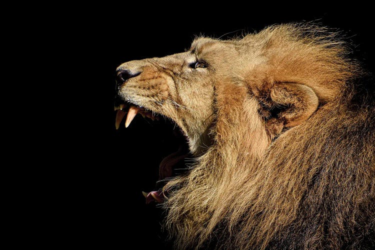 Roaring Portrait Of A Lion