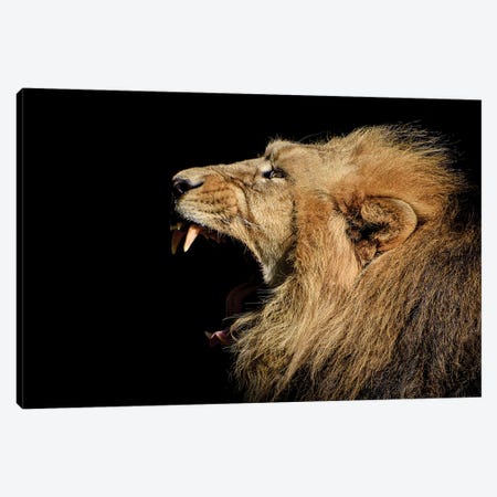 Roaring Portrait Of A Lion Canvas Print #AVU28} by Adrian Vieriu Canvas Print
