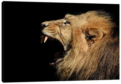 Roaring Portrait Of A Lion Canvas Art Print - Adrian Vieriu