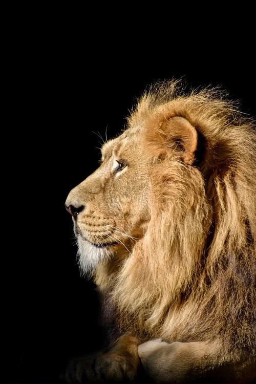 Head Lion Isolated