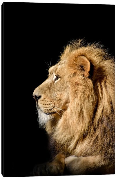 Head Lion Isolated Canvas Art Print - Adrian Vieriu