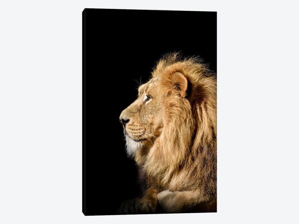 Head Lion Isolated by Adrian Vieriu 1-piece Canvas Artwork
