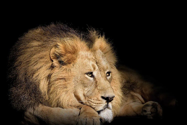 Lion Resting On Black Background